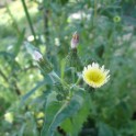 sow thistle